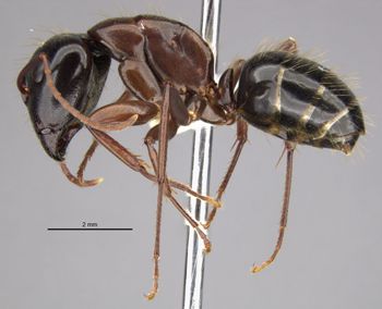 Media type: image;   Entomology 35427 Aspect: habitus lateral view